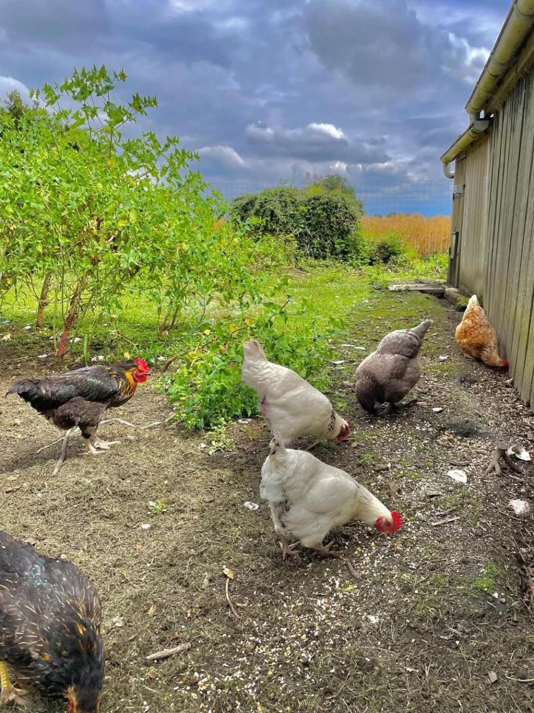 Gite Des Etourniaux La Poterie-Mathieu Exterior photo